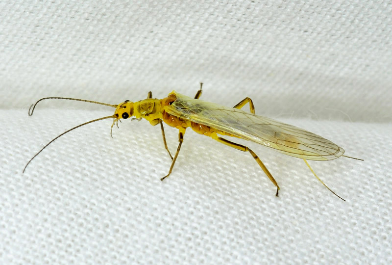 Plecoptera